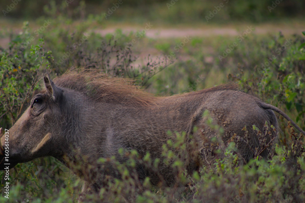 Fototapeta premium warthog in the wild