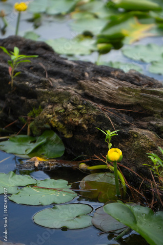 An old fallen log half submerged in a pond surrounded by water lilies and yellow lotus, moss and small plants.