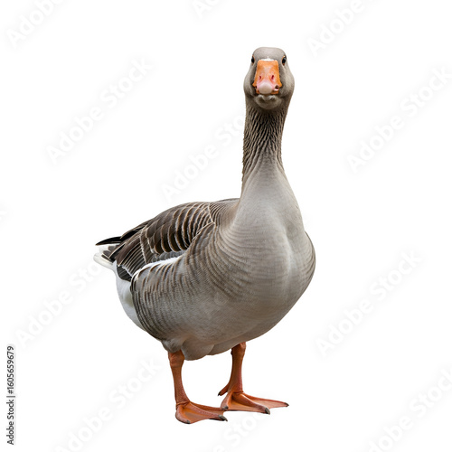 Gray Goose Facing Forward on White Background.