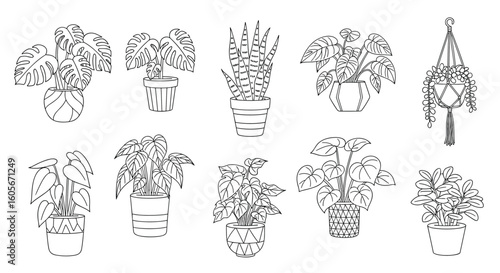 Collection of ten houseplants in various pots and hanging planters line art illustration