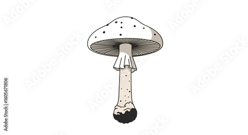 White mushroom with brown spots and gills detailed illustration on white background