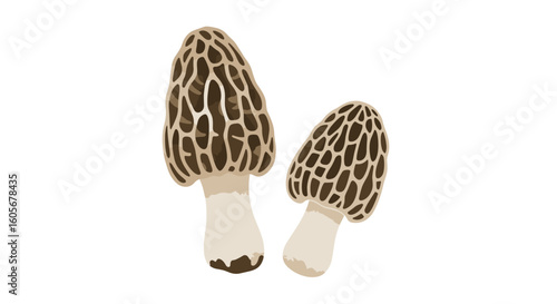 Identifying and foraging delicious morel mushrooms for culinary enjoyment