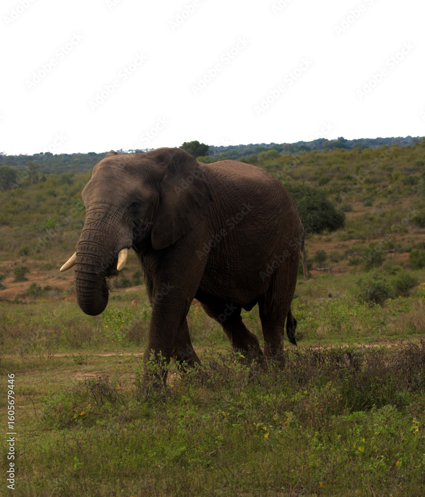 Obraz premium elephant in the wild