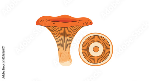 Vibrant orange chanterelle mushroom and its cross sectional view illustration