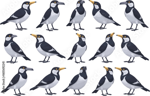 Artistic illustration of several cartoon pied butcherbirds posed against a white background