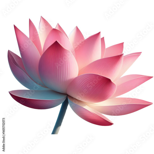 Cutout lotus flower on transparent background