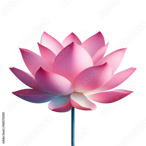 Cutout lotus flower on transparent background
