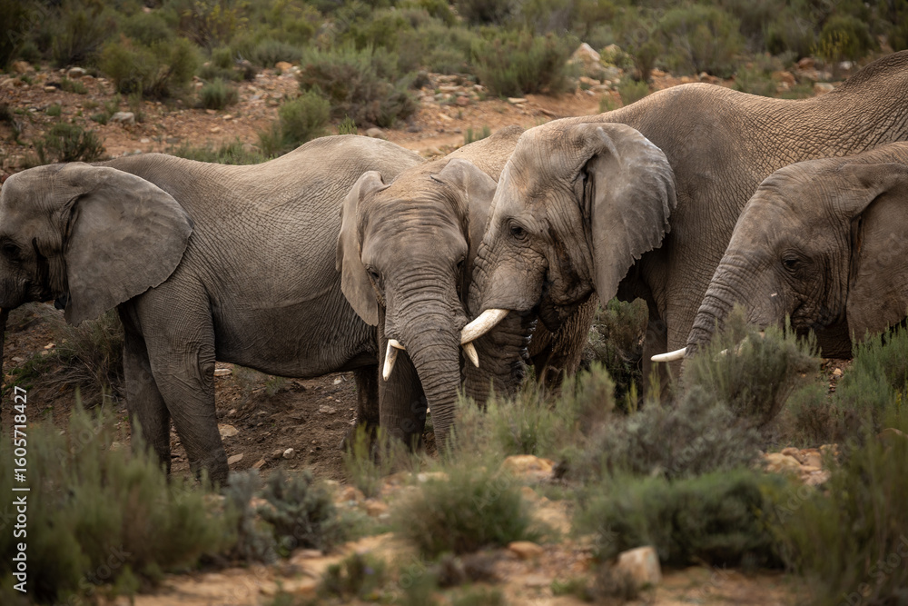 Obraz premium Elephants interacting at Aquila Private Game Reserve in Touws River, South Africa. Monday, July 21, 2025. (Matt Ferris)