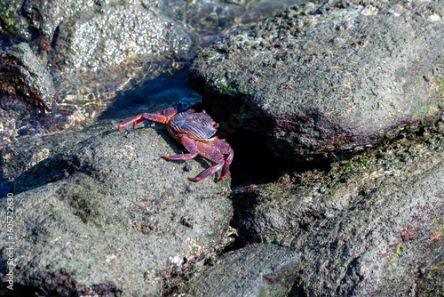 Photography View of a red crab climbing over boulders; its bulging eyes are clearly visible
