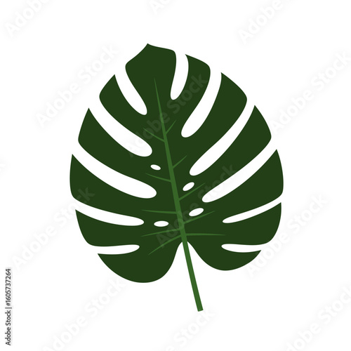 Single Dark Green Monstera Leaf Illustration Detailed Veins and Fenestrations.