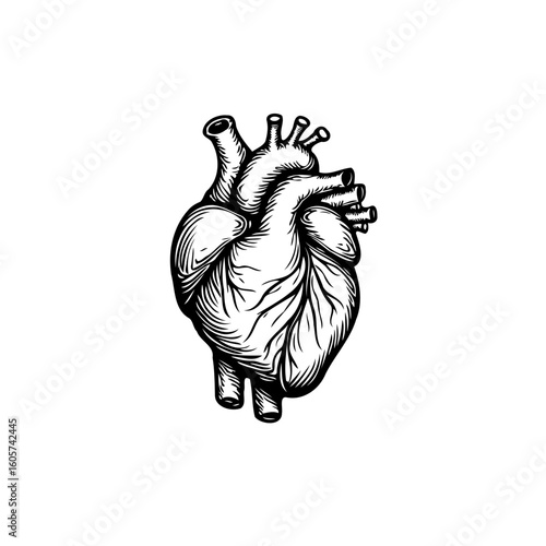 Human heart anatomical drawing detailed illustration showcasing circulatory system organ and vital organ for pumping blood throughout body