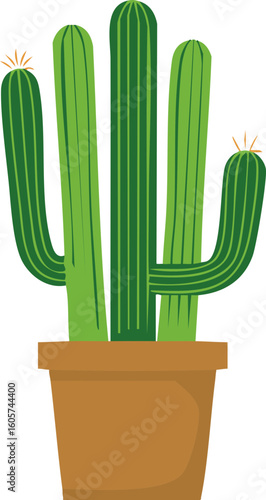 파이프 선인장, Organ Pipe Cactus