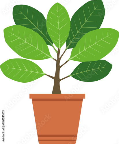 고무 나무, Rubber Tree 식물 화분