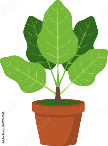 고무 나무, Rubber Tree 식물 화분