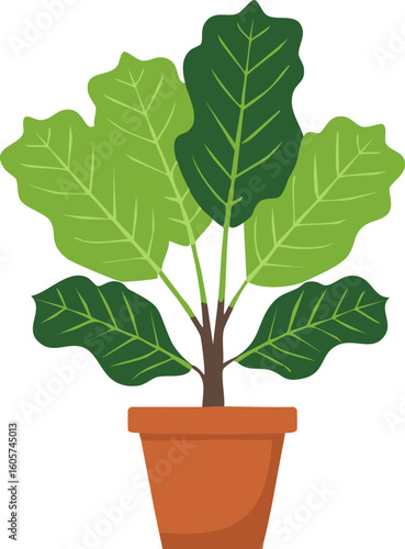 고무 나무, Rubber Tree 식물 화분