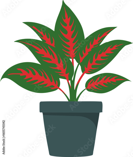 디펜바키아, Dieffenbachia 식물 화분
