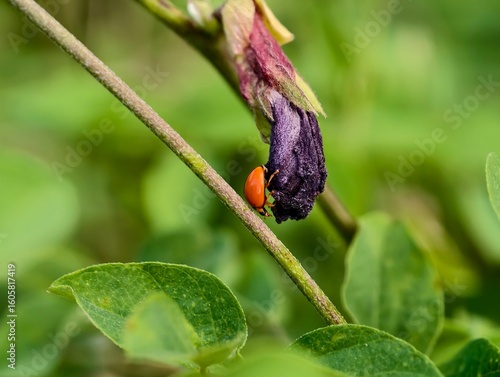 Wallpaper Mural dragonfly on a leaf Torontodigital.ca