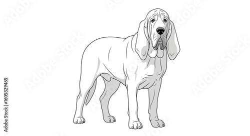 Elegant Hound Portrait: Detailed Line Art Depicting a Majestic Bloodhound on White Backdrop