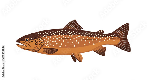 Illustration of a Brown Trout with Distinctive Markings showcasing Aquatic Animal life and Fresh Water Fauna, ideal for educational materials, or