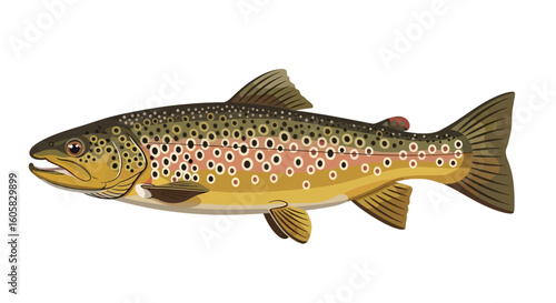 Detailed illustration of a brown trout featuring intricate spot patterns and fin structure, emphasizing its natural aquatic beauty