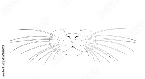 Minimalist feline line art illustration, focusing on whiskers, nose, and mouth details displaying a serene animal expression