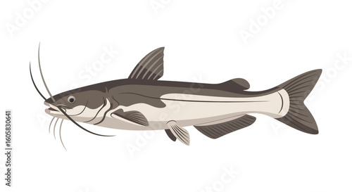 Vector Illustration Depicting an Isolated Channel Catfish in Neutral Colors Swimming Freely