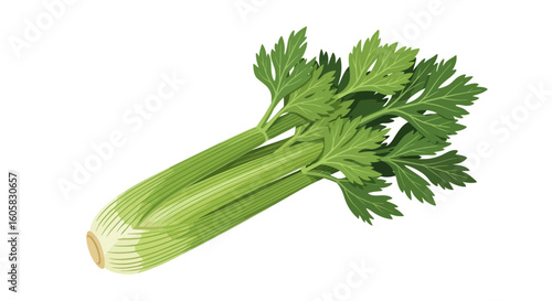 Crisp Celery Stalk Illustration: A Green Symphony of Health and Freshness Depicted in Detail
