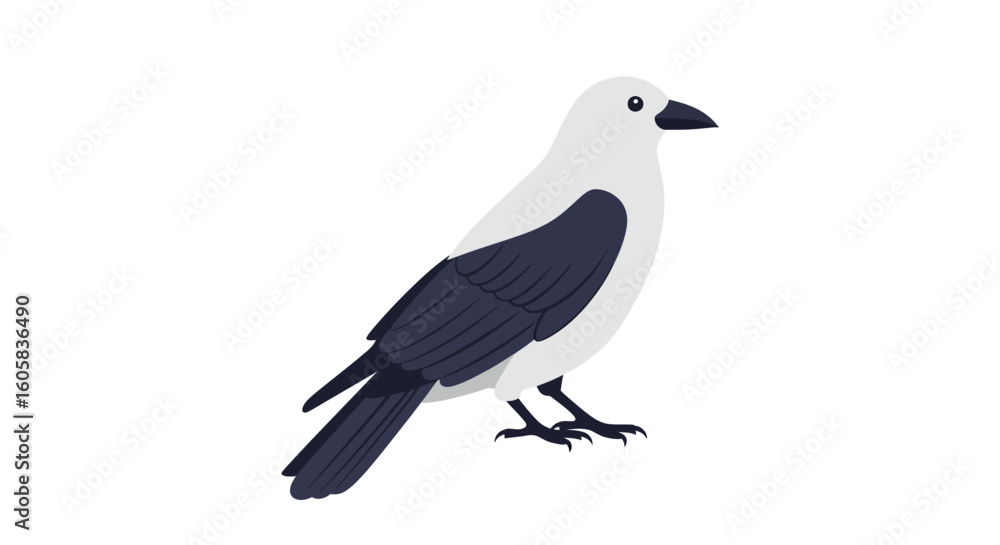 Obraz premium Isolated Illustration of a Pied Crow Perched Peacefully, Simple Depiction of an African Bird of Prey with its Black and White Feathers, Vector Art