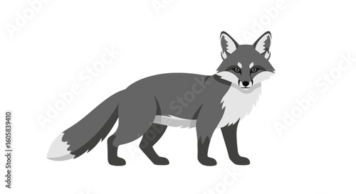 Elegant Grey Fox Illustration Standing with White Background, Simple and Minimalist Design Depiction Animal Illustration