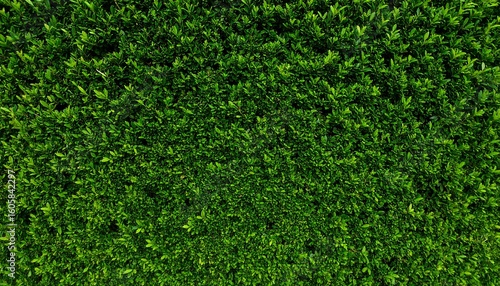 Lush green wall of vegetation displaying nature's intricate details densely packed