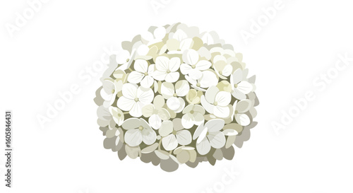 Delicate White Hydrangea Bloom Isolated on Clean Background for Floral Designs and Arrangements