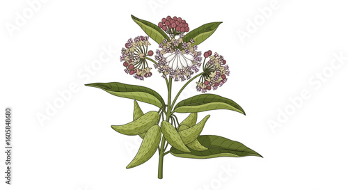 Detailed Illustration of Milkweed Plant with Flowers and Seed Pods Isolated on White Background