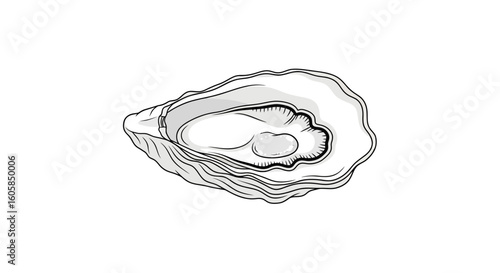 Elegant oyster shell illustration conveying freshness and nautical charm for culinary themes and coastal decor representing delicacy