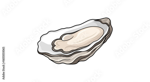 Elegant oyster shell illustration with smooth pearly flesh, representing luxury dining and coastal gastronomy delicacy isolated on white background