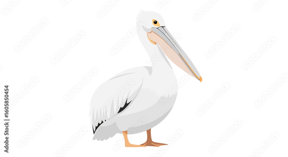 Obraz premium Majestic White Pelican Standing Tall Isolated on White Background Illustration