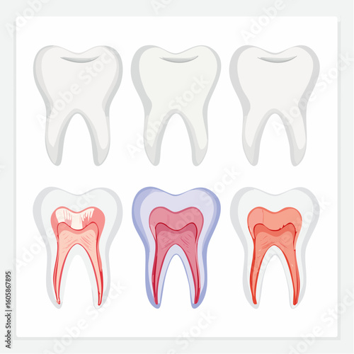 A set of human molar teeth icons in a flat vector style showing healthy teeth and anatomical cross-sections of the pulp and dentin