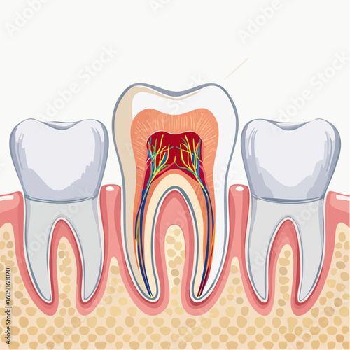 Detailed Vector Illustration of Human Tooth Anatomy, Showing Enamel, Dentin, Pulp, and Roots