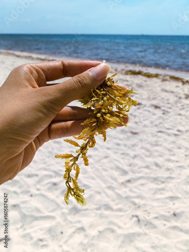 A Piece of Sargassum Held in Hand