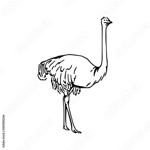 safari wildlife ostrich sketch