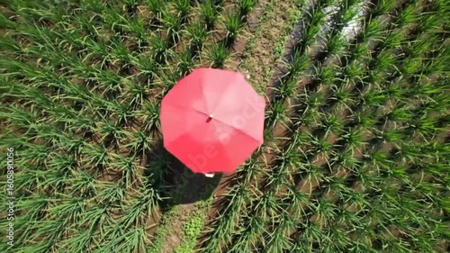 red umbrella in the field