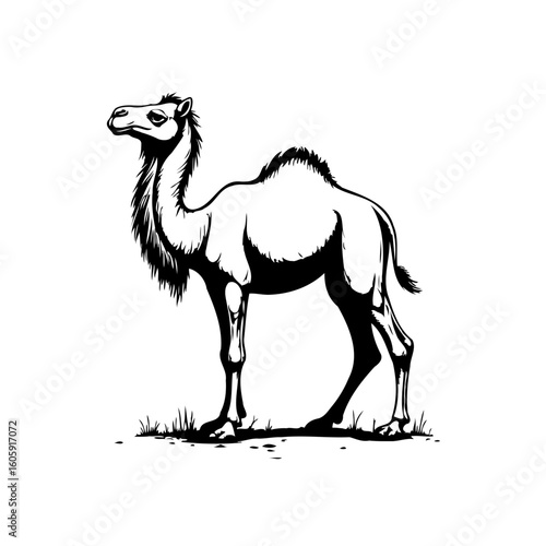 Majestic camel in a simplistic illustration showcasing desert animal isolated in black and white vector art