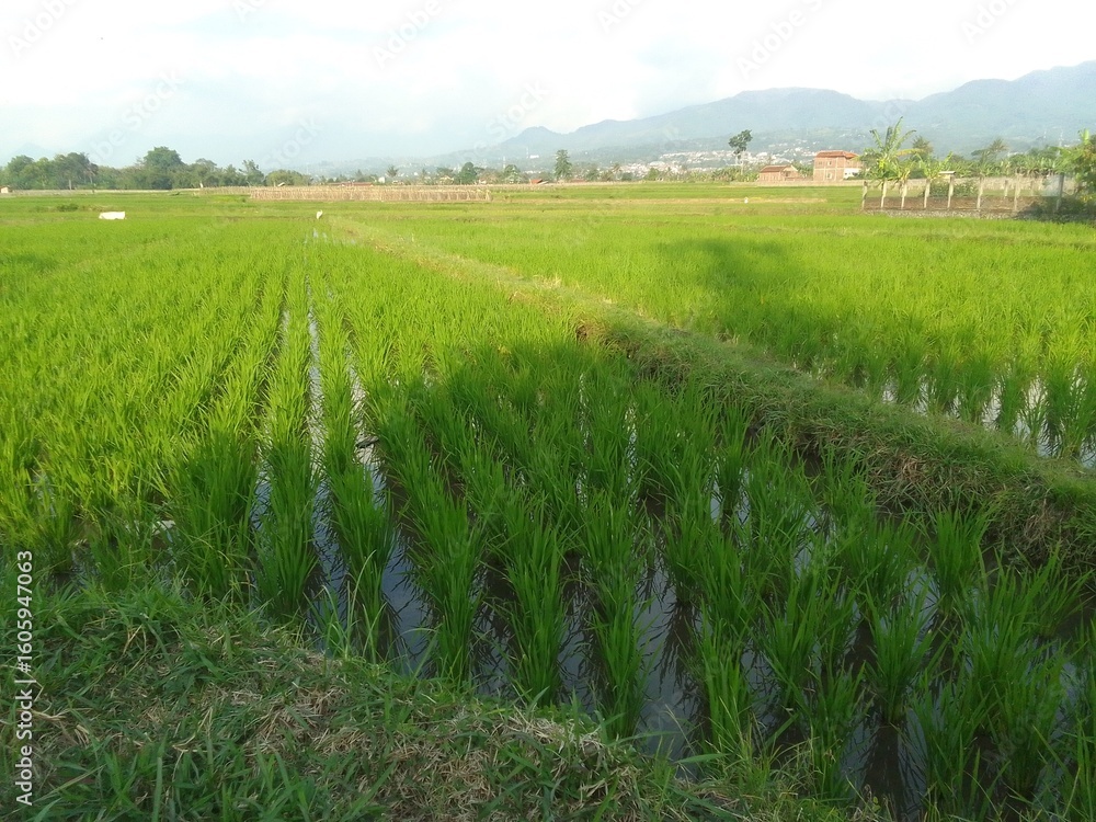 Fototapeta premium Emerald Rice Terraces