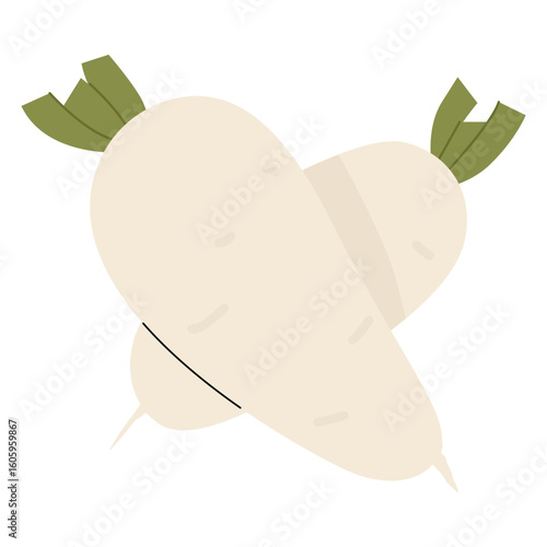 White Radish. Japanese daikon radish. Great for food packaging, recipes, Asian cuisine, menus, ads, banners, farmer’s markets, healthy vegetables.