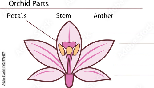 Flat lay composition of dissected orchid parts petals stem anther labelled for botanical study.