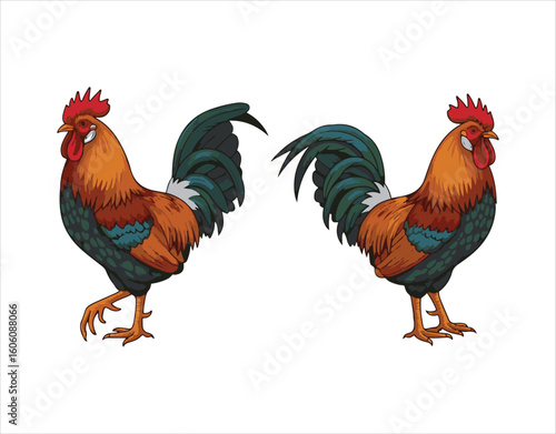 Roosters along with their silhouettes on a plain white background. This is a vector illustration of farm cockerels.