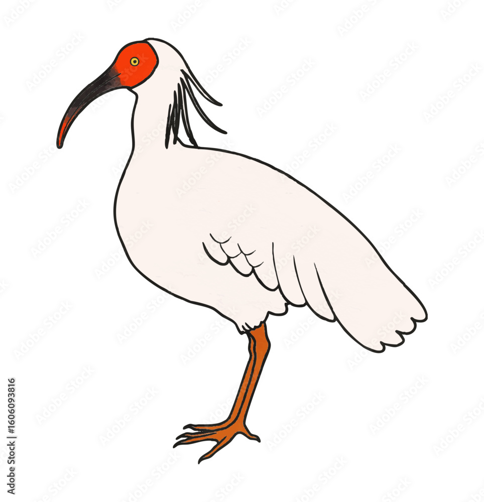 Fototapeta premium 朱鷺（トキ）のイラスト素材 ベクター