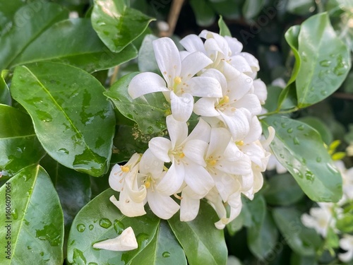 white orange jasmine flowers in the garden