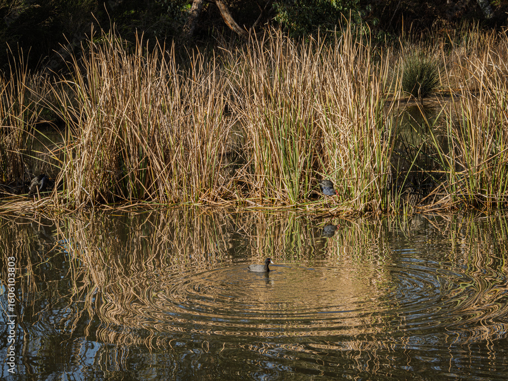Fototapeta premium Small Coot Floating In Front Of Swamphen