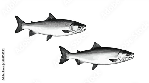 Vector icons of salmon fish, including sea saltwater humpback and freshwater river pink salmon or trout species. These are isolated symbols perfect for a seafood restaurant.

