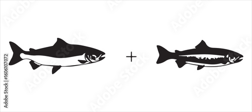 salmon fish species, such as sea saltwater humpback and freshwater river pink salmon or trout. Isolated symbols designed for seafood restaurants.